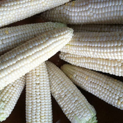 Valge mais Tuxana, белая кукуруза Туксана